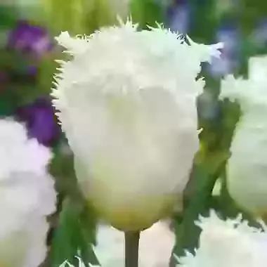 Honeymoon